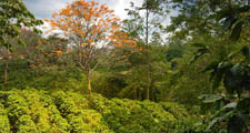 Les caf&eacute;iers sont cultiv&eacute;s dans les zones tropicales et subtropicales du globe.