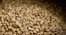 Les grains des cerises de caf&eacute; rouges sont extraits et s&eacute;ch&eacute;s