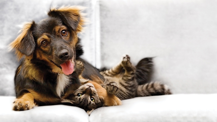 Katzen- und Hundehaare entfernen von B&ouml;den und M&ouml;beln